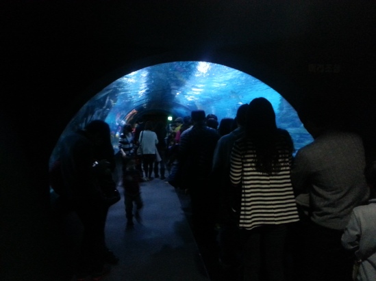 Underwater tunnel! So cool!
